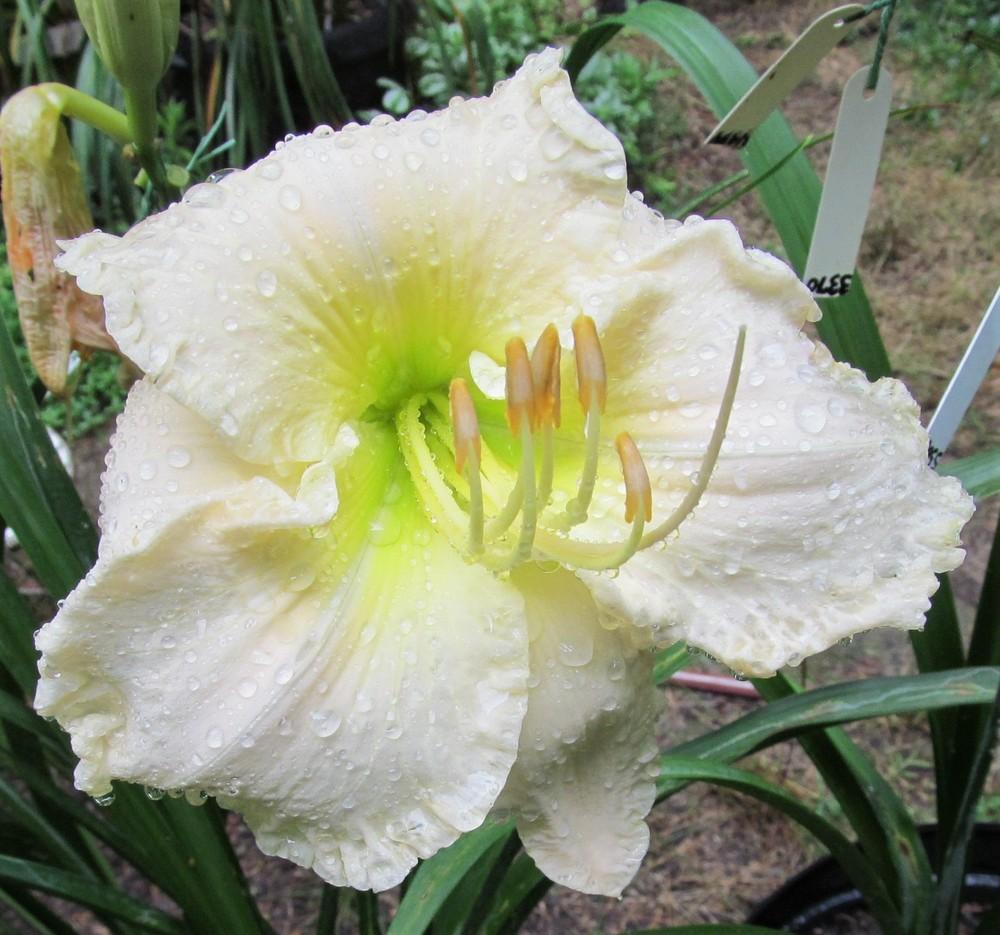 Photo of Daylily (Hemerocallis 'Snow on the Mountain') uploaded by Sscape