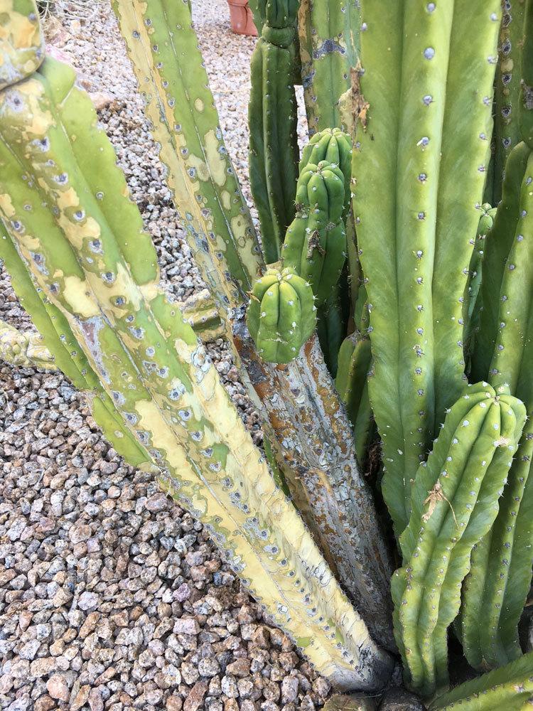 Photo of San Pedro Cactus (Trichocereus macrogonus var. pachanoi) uploaded by LizDTM