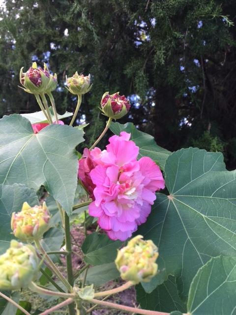 Photo of Confederate Rose (Hibiscus mutabilis) uploaded by Maxmom98