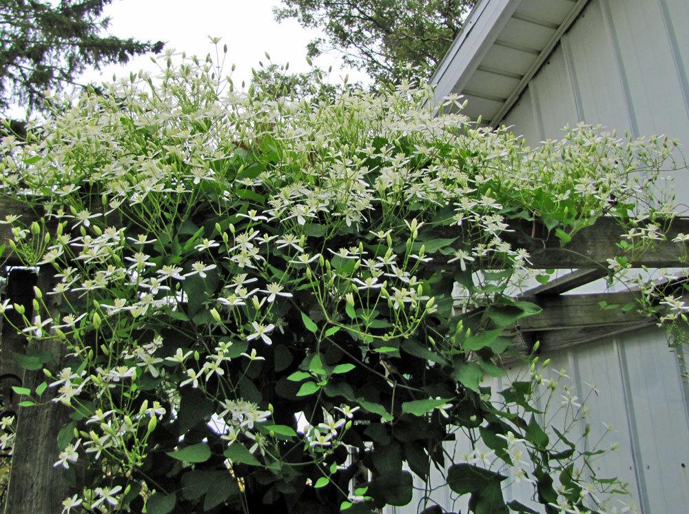 Photo of Sweet Autumn Clematis (Clematis terniflora) uploaded by TBGDN