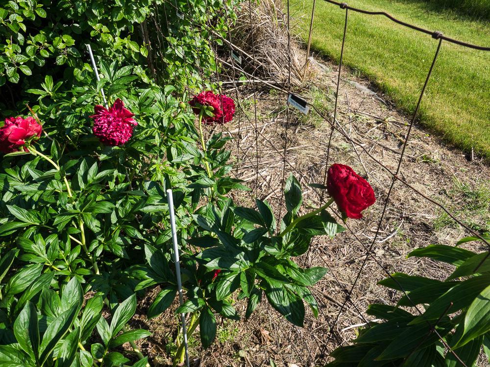 Photo of Garden Peony (Paeonia 'Henry Bockstoce') uploaded by frankrichards16