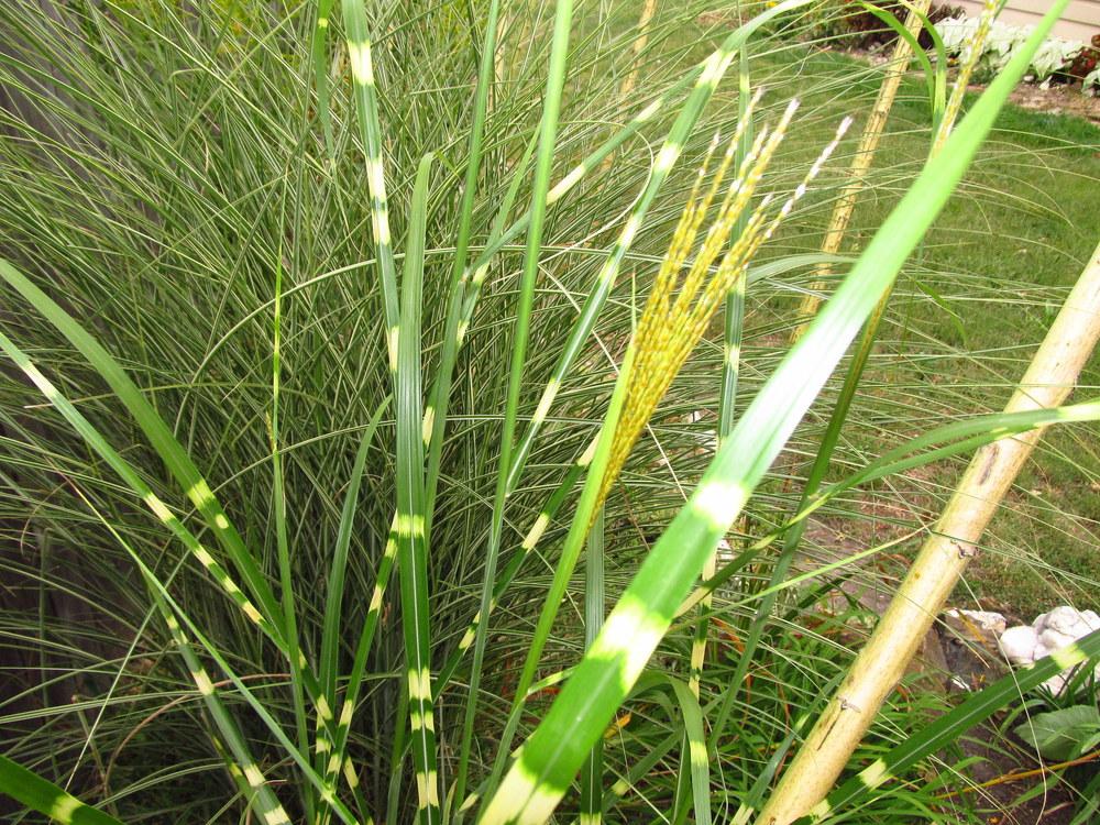 Photo of Zebra Grass (Miscanthus sinensis 'Zebrinus') uploaded by jmorth