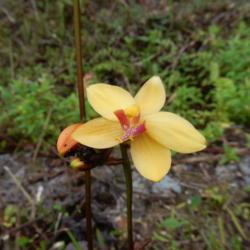 Location: Sumatera Indonesia
Date: 2017-09-11
Form with open-bloom type