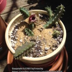 Location: In my garden, Falls Church, VA
Date: 2016-08-31
Cuttings with a new bloom