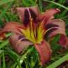 A most unusual daylily!  Love it!