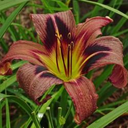 Location: At home in Aiken, SC 
Date: 2017-09-14
A most unusual daylily!  Love it!