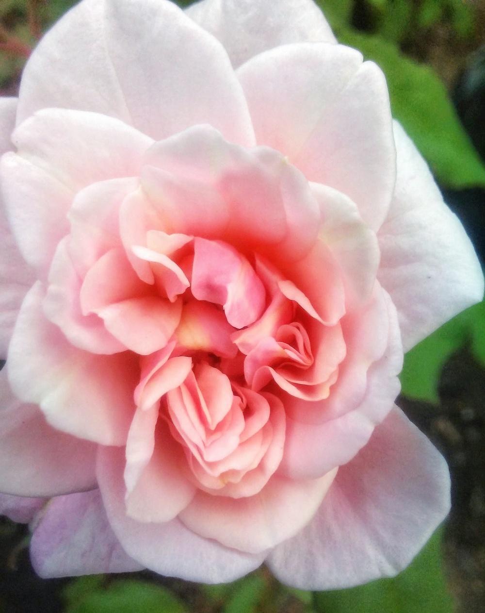 Photo of Roses (Rosa) uploaded by carlysuko