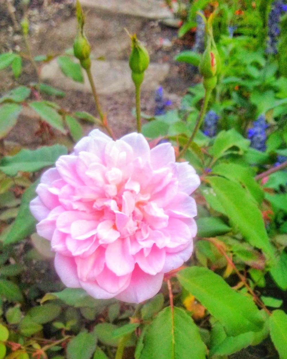 Photo of Roses (Rosa) uploaded by carlysuko