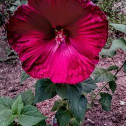 Location: My garden
Date: 2017-09-13
This photo taken after 7:00 PM. Bloom is actually darker than the