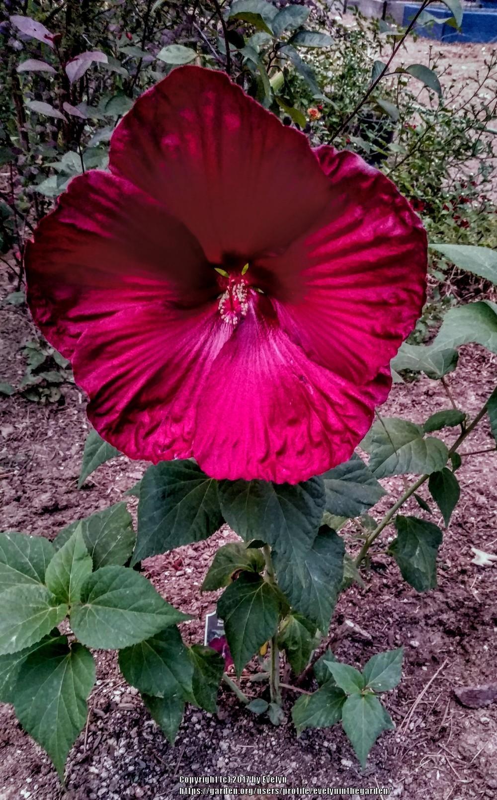 Photo of Hibiscus uploaded by evelyninthegarden