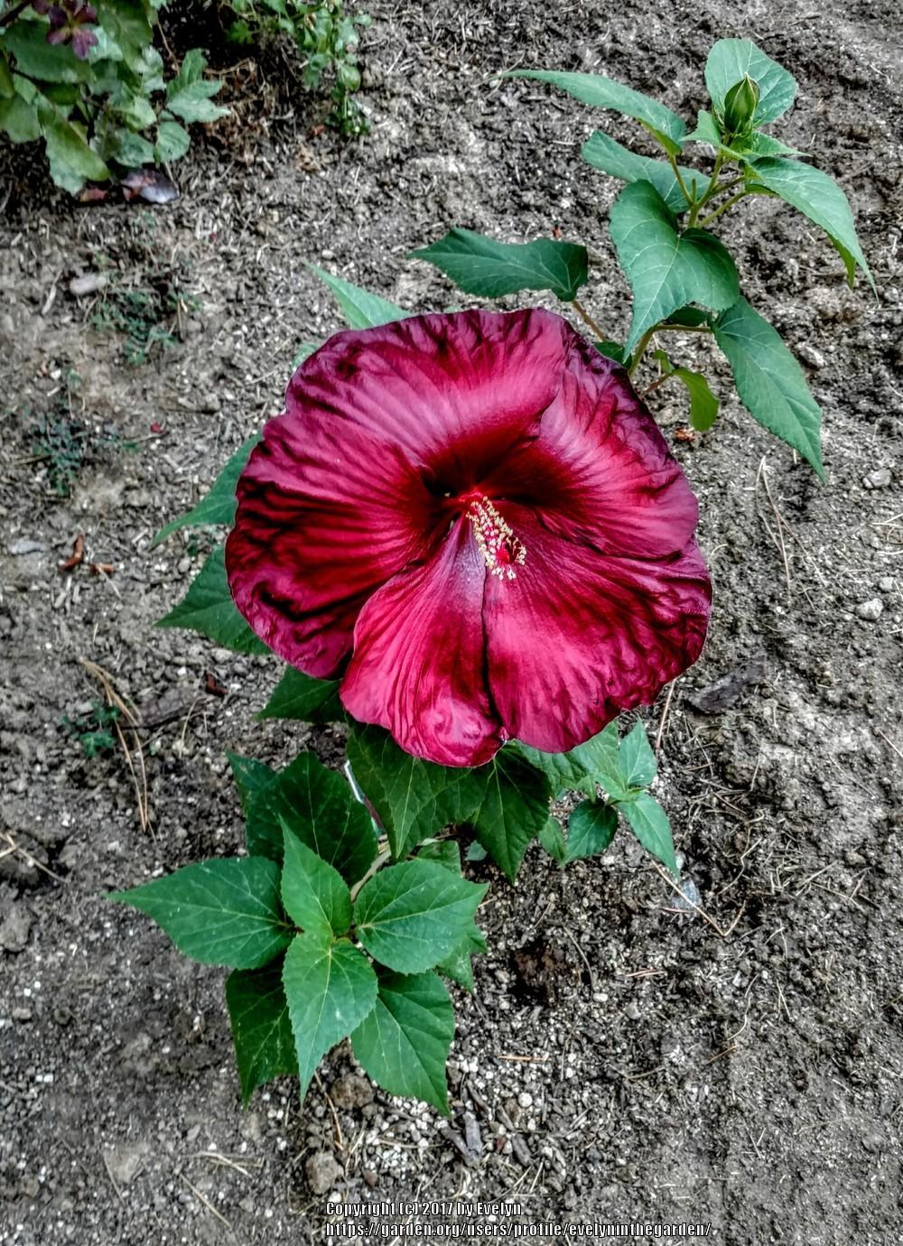 Photo of Hibiscus uploaded by evelyninthegarden