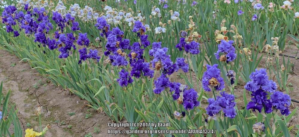 Photo of Tall Bearded Iris (Iris 'Ride the Waves') uploaded by ARUBA1334