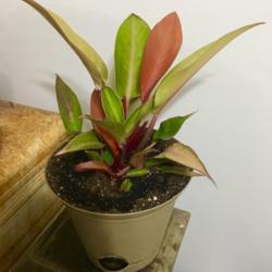 Location: Our apartment
Date: 2017-09-14
Just obtained and repotted this specimen today!  I'm very excited
