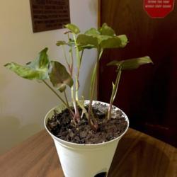 Location: Our apartment
Date: 2017-09-14
This syngonium was only two inches tall two months ago; now it's 