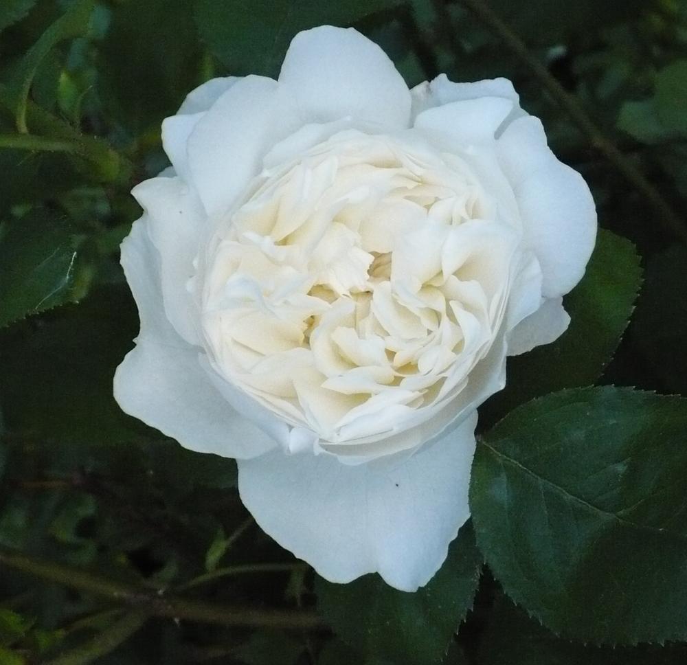Photo of Rose (Rosa 'Winchester Cathedral') uploaded by HemNorth