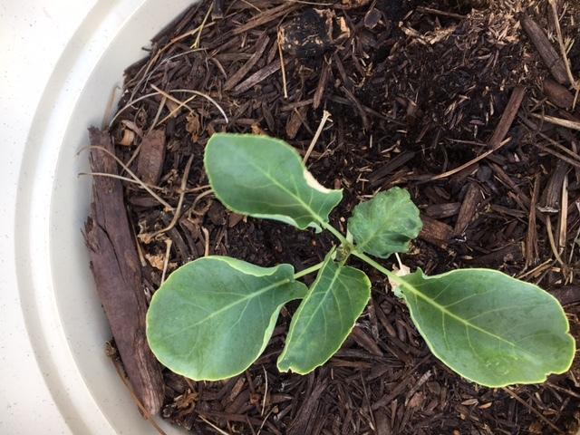 Photo of Cauliflower (Brassica oleracea var. botrytis 'Snow Crown') uploaded by LizDTM