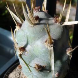 Location: In my collection. Poland.
Date: 2017-09-09
Tephrocactus articulatus var. papyracanthus