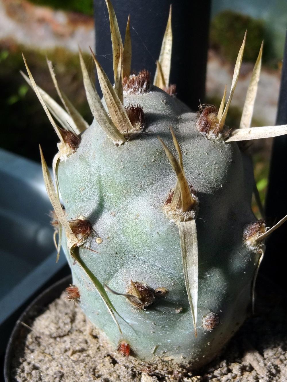 Photo of Papery Spine Cactus (Tephrocactus articulatus) uploaded by Orsola