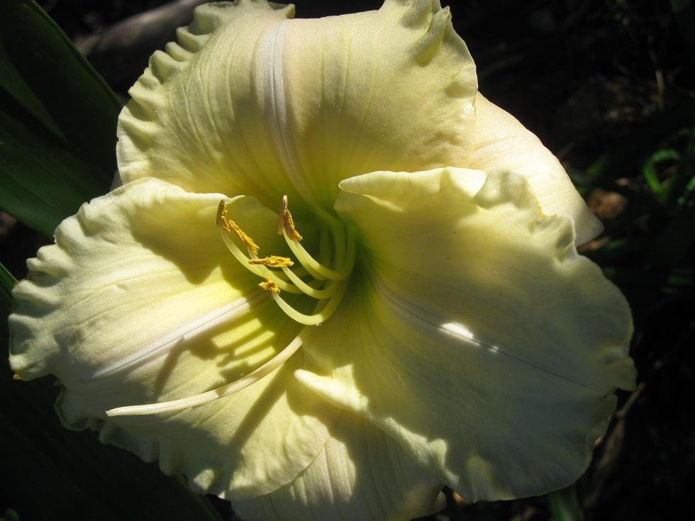 Photo of Daylily (Hemerocallis 'Garden Goddess') uploaded by bron