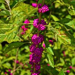 Location: Botanical Gardens of the State of Georgia...Athens, Ga
Date: 2017-09-15
Beautyberry 001