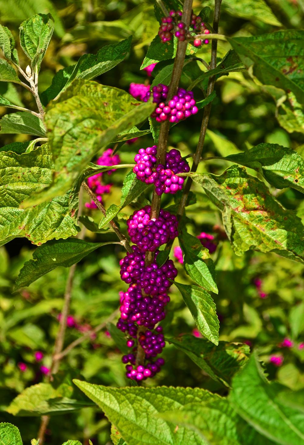 Photo of Beautyberry (Callicarpa dichotoma) uploaded by dawiz1753