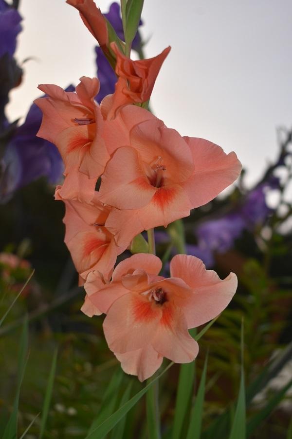 Photo of Hybrid Gladiola (Gladiolus 'Peter Pears') uploaded by pixie62560
