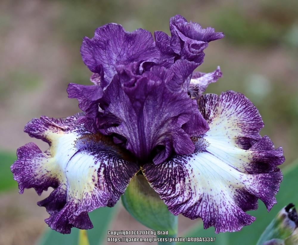 Photo of Tall Bearded Iris (Iris 'Barbados') uploaded by ARUBA1334