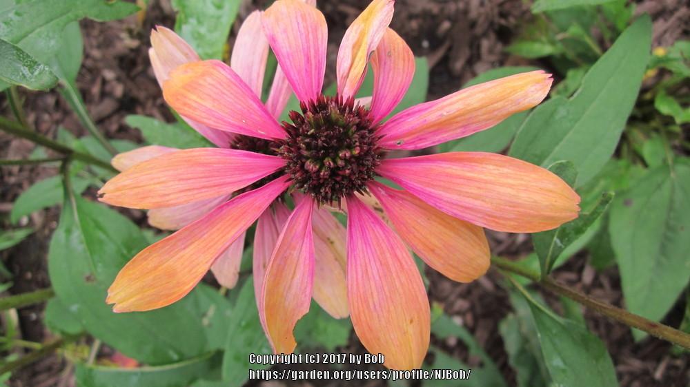 Photo of Coneflower (Echinacea Butterfly™ Rainbow Marcella) uploaded by NJBob