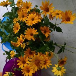 Location: Athol, MA
Date: 2017-09-15
A bucket of False Sunflowers