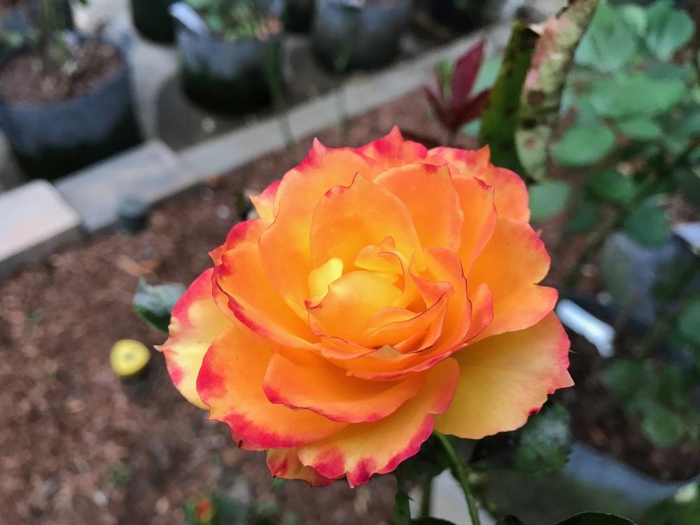 Photo of Rose (Rosa 'Flamenco 2000') uploaded by Eric_C