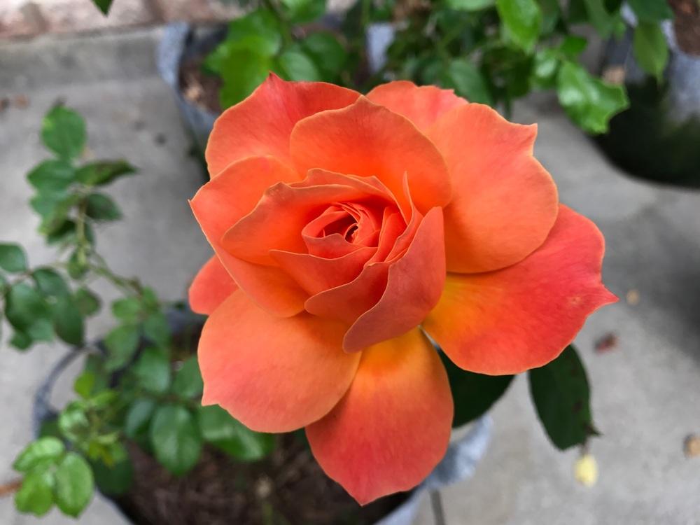 Photo of Rose (Rosa 'Shreveport') uploaded by Eric_C