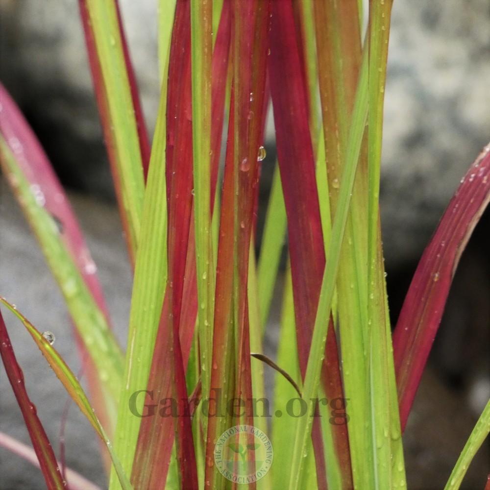 Photo of Japanese Blood Grass (Imperata cylindrica 'Rubra') uploaded by Patty