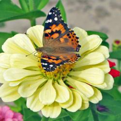 Location: My Gardens
Date: September 1, 2017
Attractive To #Butterflies; #Pollination