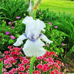 Location: My Gardens
Date: June 15, 2015
A Favorite TB Iris
