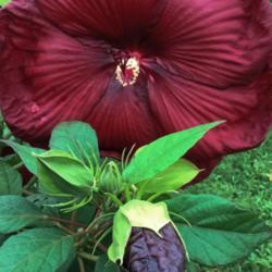 Location: Medina, TN
Date: 2016-08-20
The buds of Hibiscus 'Heartthrob' are almost black.