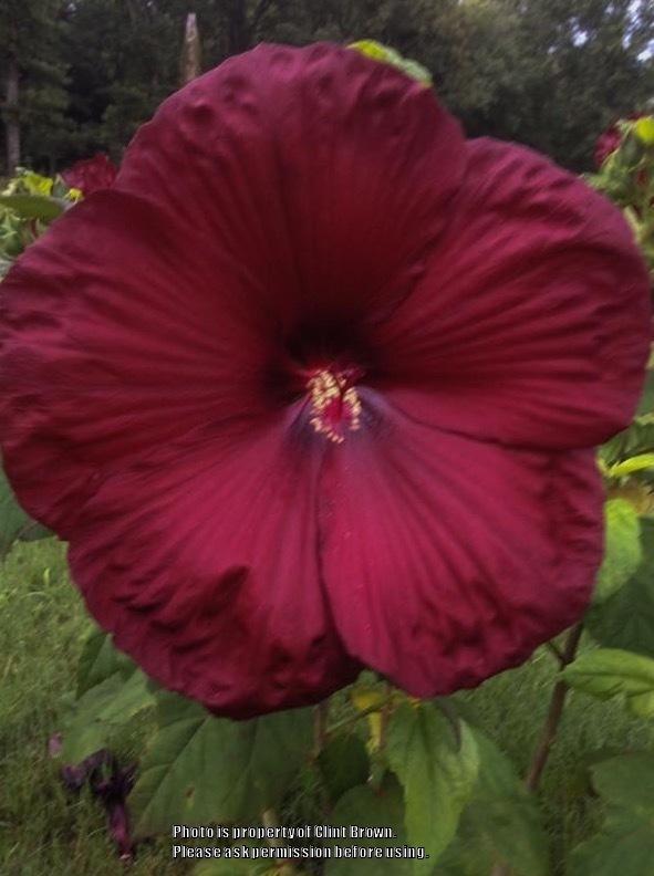 Photo of Hybrid Hardy Hibiscus (Hibiscus 'Heartthrob') uploaded by clintbrown
