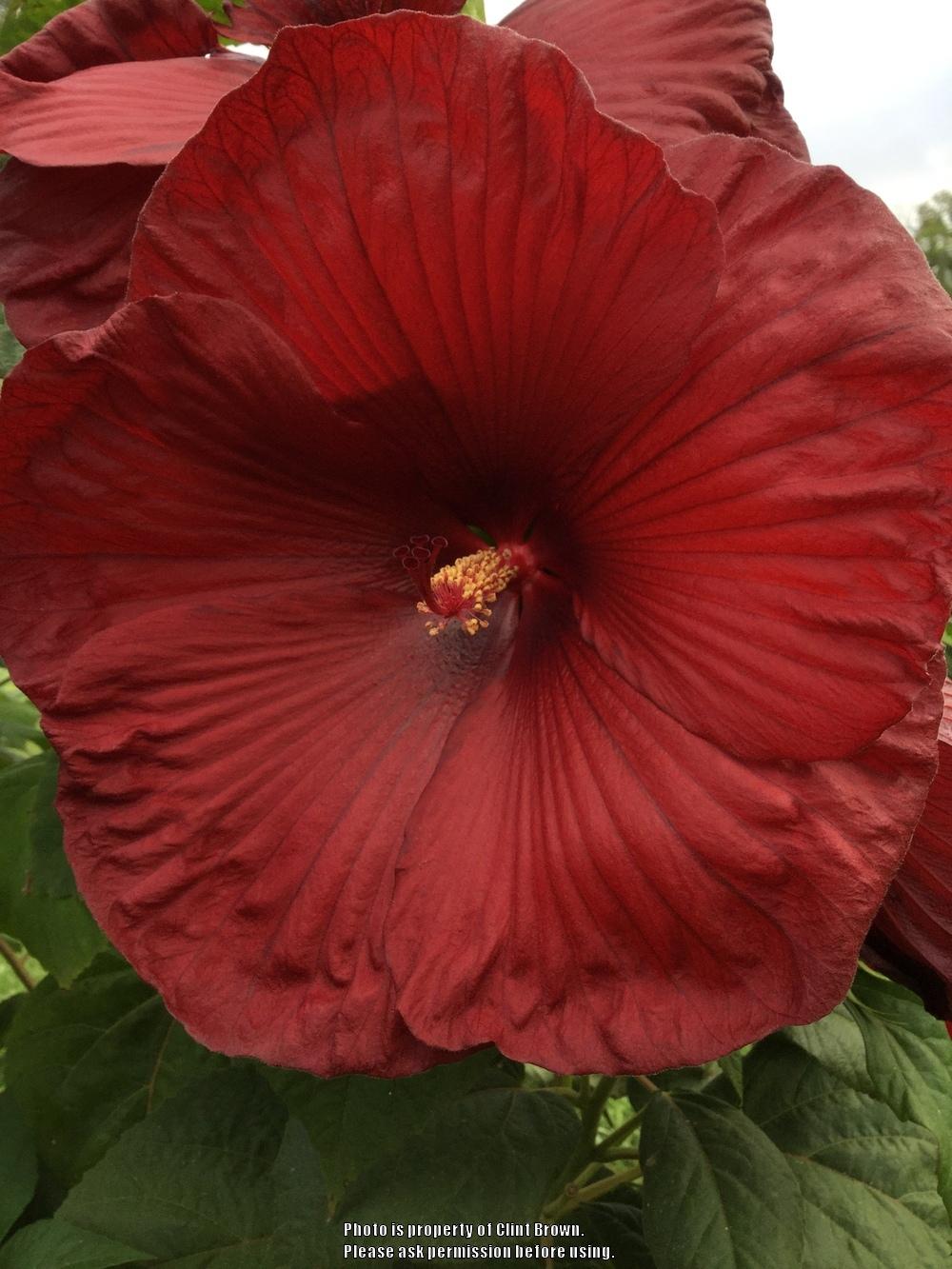 Photo of Hybrid Hardy Hibiscus (Hibiscus 'Heartthrob') uploaded by clintbrown