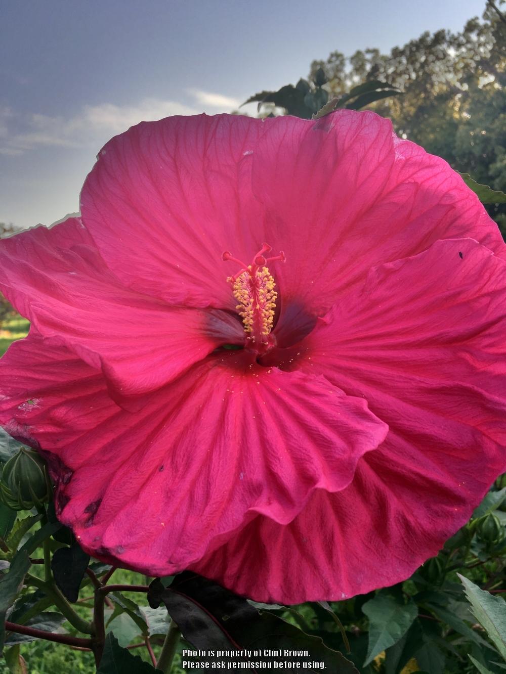 Photo of Hybrid Hardy Hibiscus (Hibiscus 'Summer in Paradise') uploaded by clintbrown