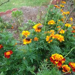 Location: Decatur, GA
Date: 2017-09-17
Marigold with pollinators