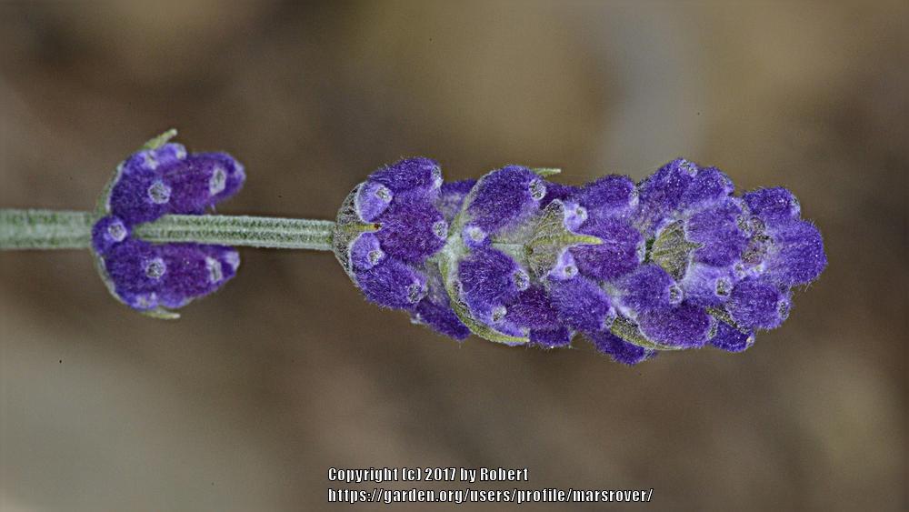Photo of English Lavender (Lavandula angustifolia 'Hidcote') uploaded by marsrover