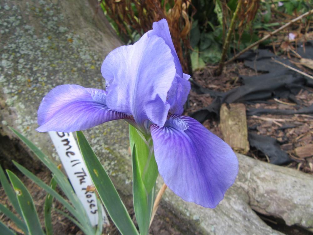 Photo of Standard Dwarf Bearded Iris (Iris 'Smell the Roses') uploaded by tveguy3