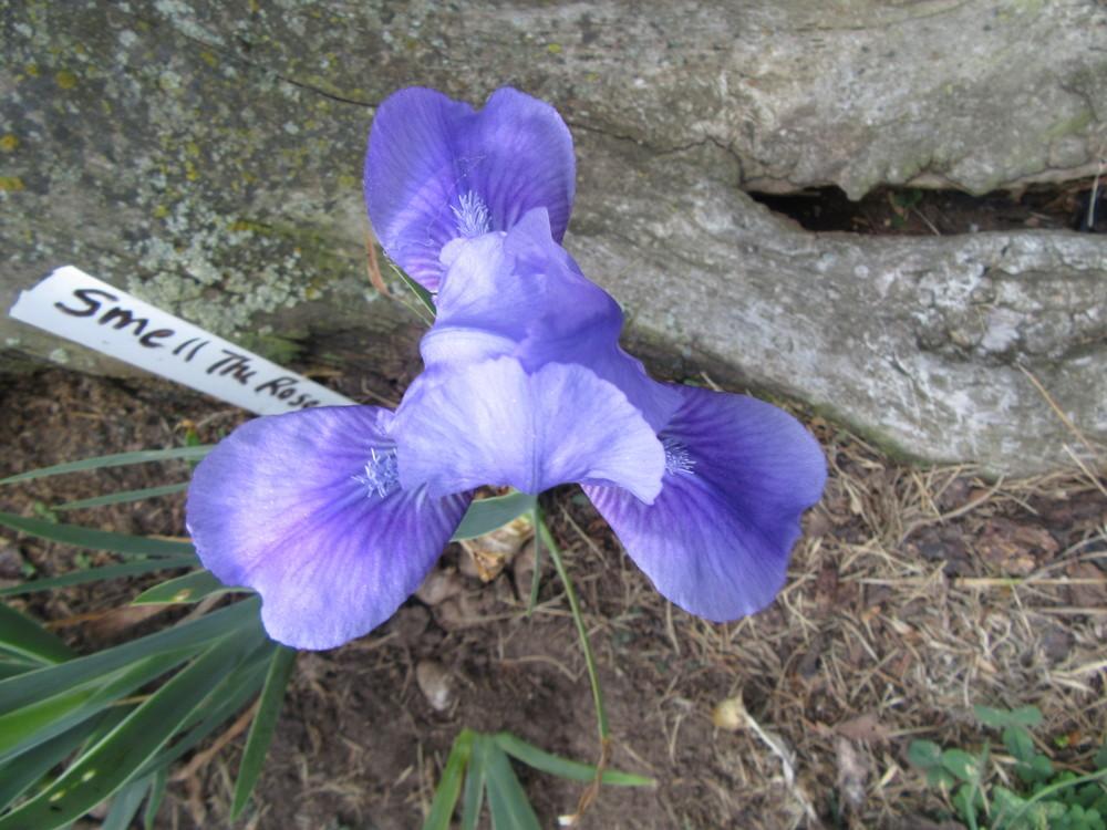 Photo of Standard Dwarf Bearded Iris (Iris 'Smell the Roses') uploaded by tveguy3