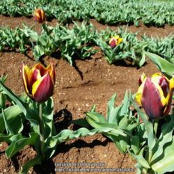 Location: Tesselaar Tulip Farm, Victoria, Australia
Date: 2017-09-17
First tulips starting to bloom at the Tesselaar Tulip Festival.