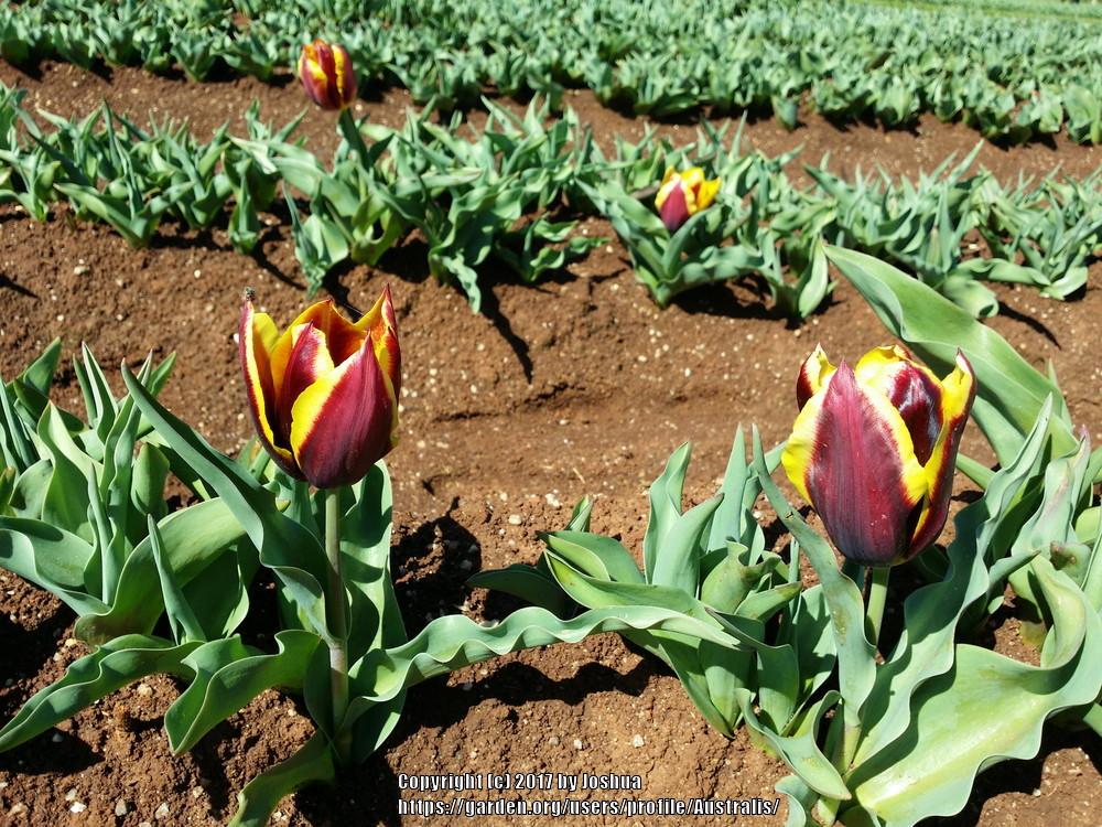 Photo of Triumph Tulip (Tulipa 'Gavota') uploaded by Australis