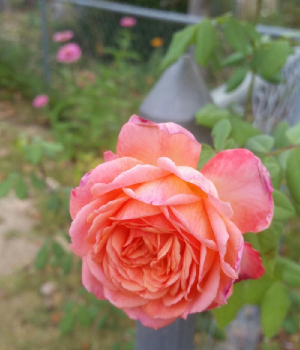 Photo of Rose (Rosa 'Portlandia') uploaded by FAIRYROSE