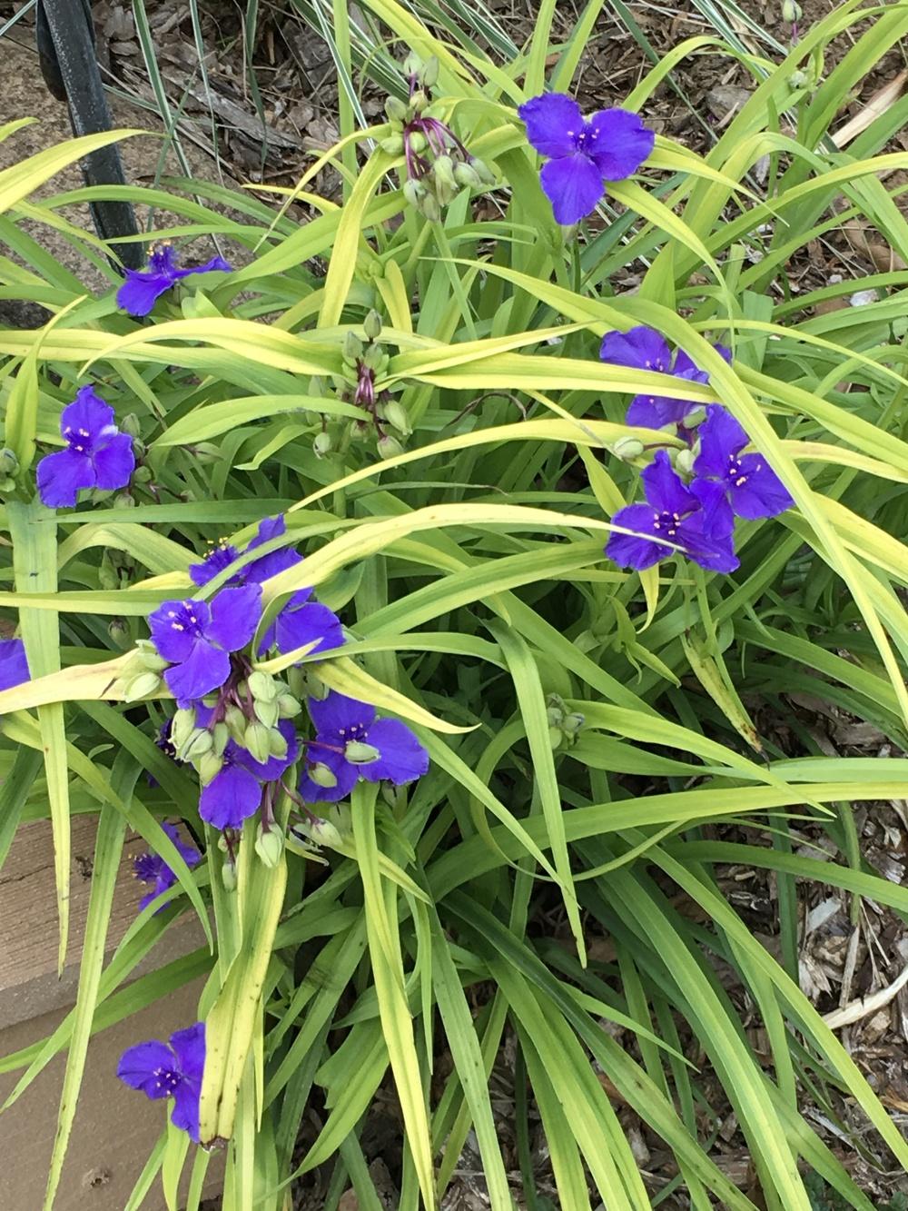 Photo of Spiderwort (Tradescantia 'Sweet Kate') uploaded by Legalily