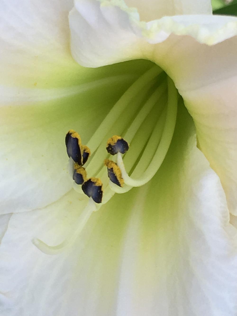 Photo of Daylily (Hemerocallis 'White Perfection') uploaded by Legalily