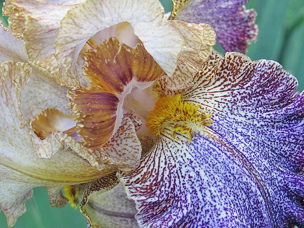 Photo of Tall Bearded Iris (Iris 'Dipped in Dots') uploaded by Lestv