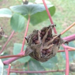 Location: Decatur, GA
Date: 2017-09-17
Hardy Hibiscus Seed Pod