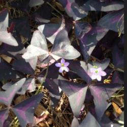 Location: Decatur, GA
Date: 2017-9-17
Oxalis Triangularis Purple Shamrock